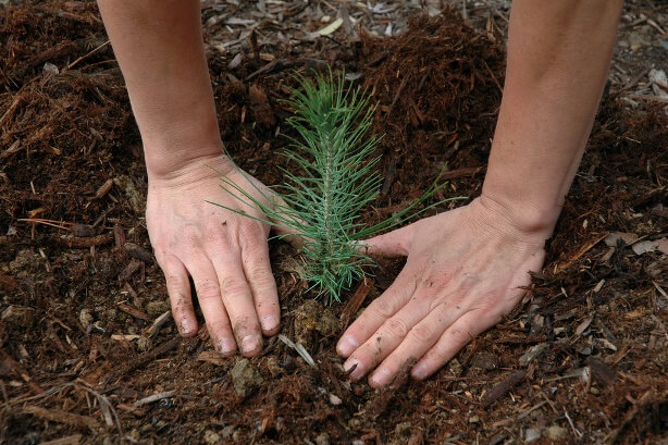 Plant a tree