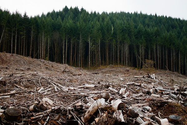 Deforestation