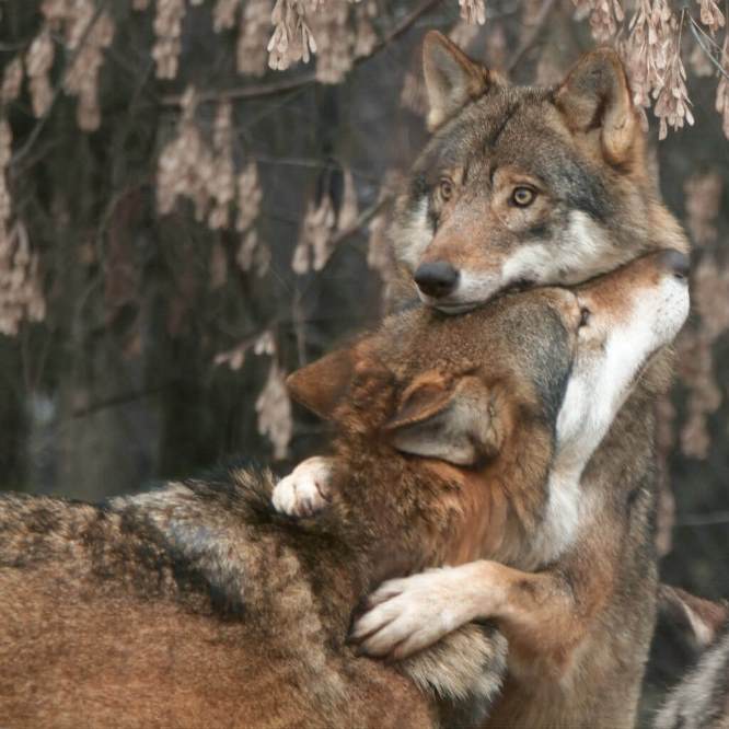 Animals hug too