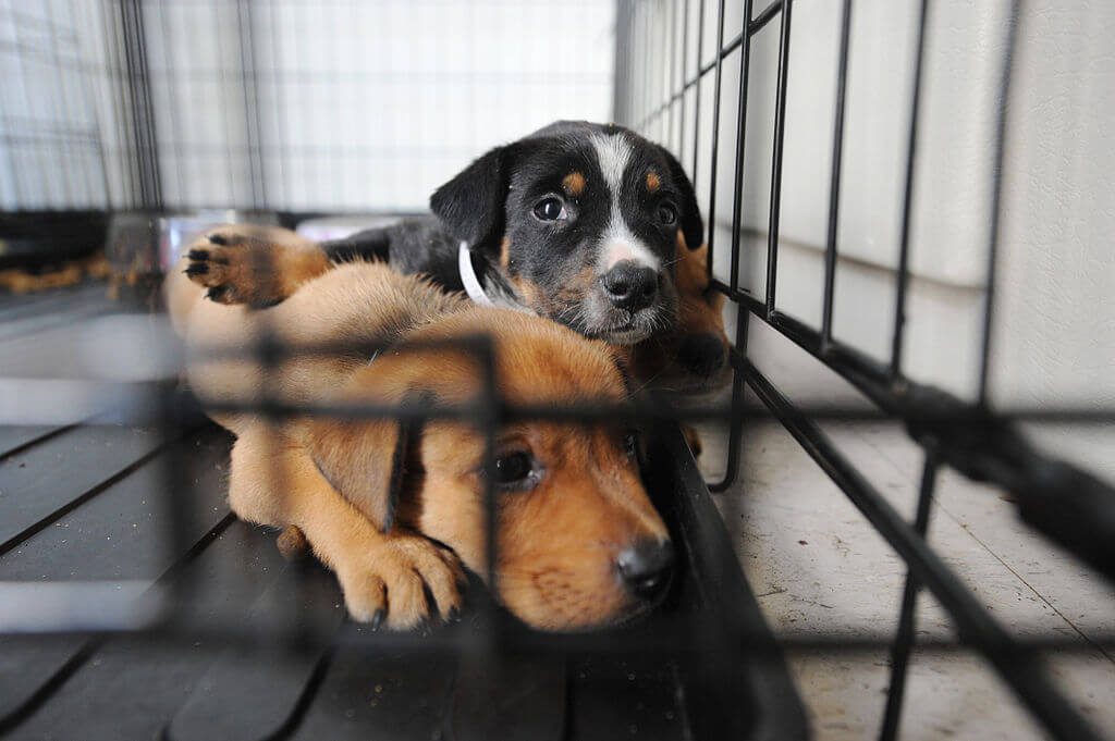 Animal Shelters Near Me Open Now