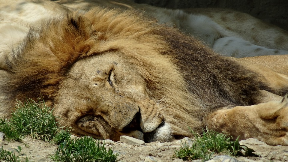 Sleep like a king